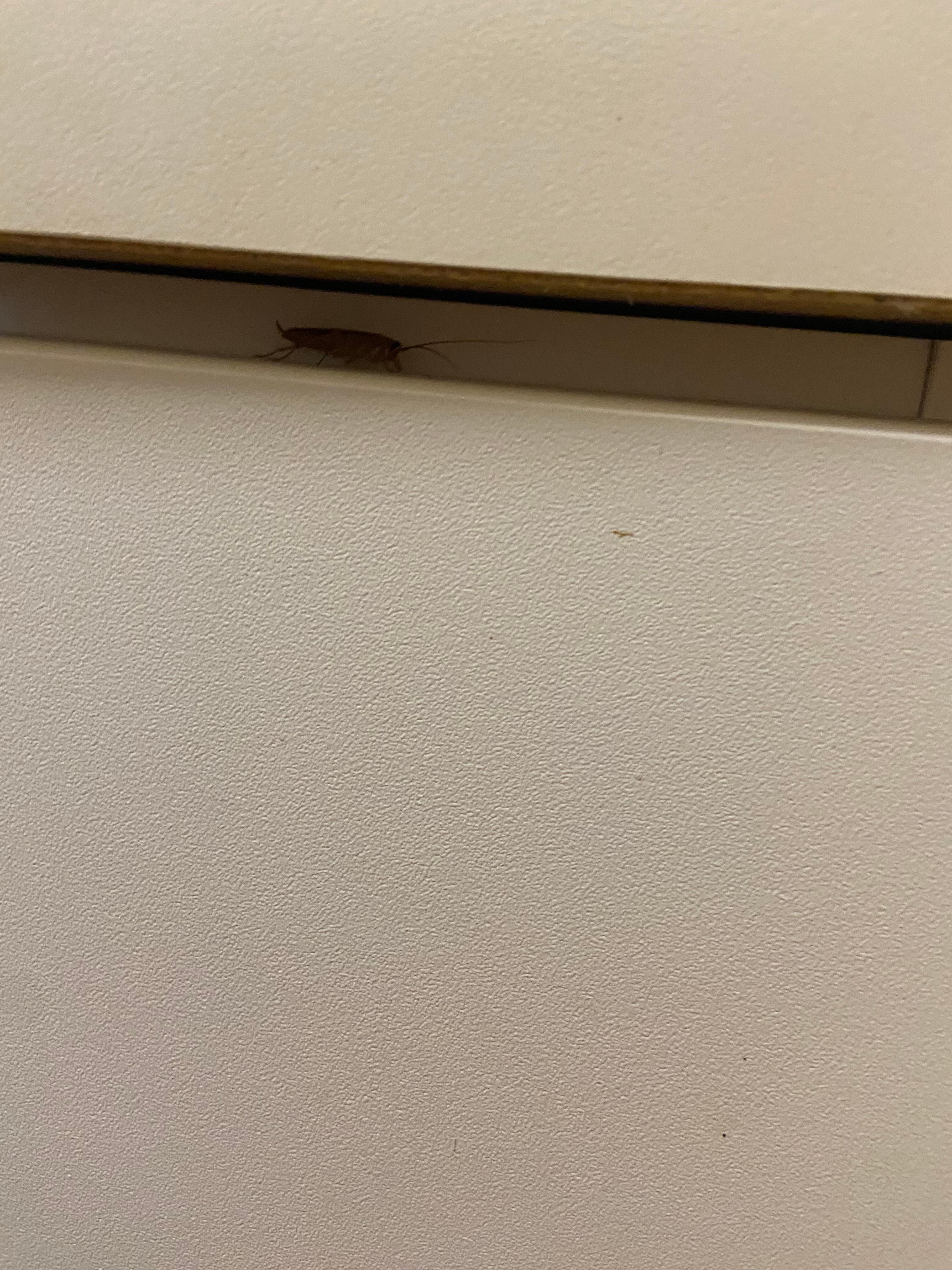 Cockroach