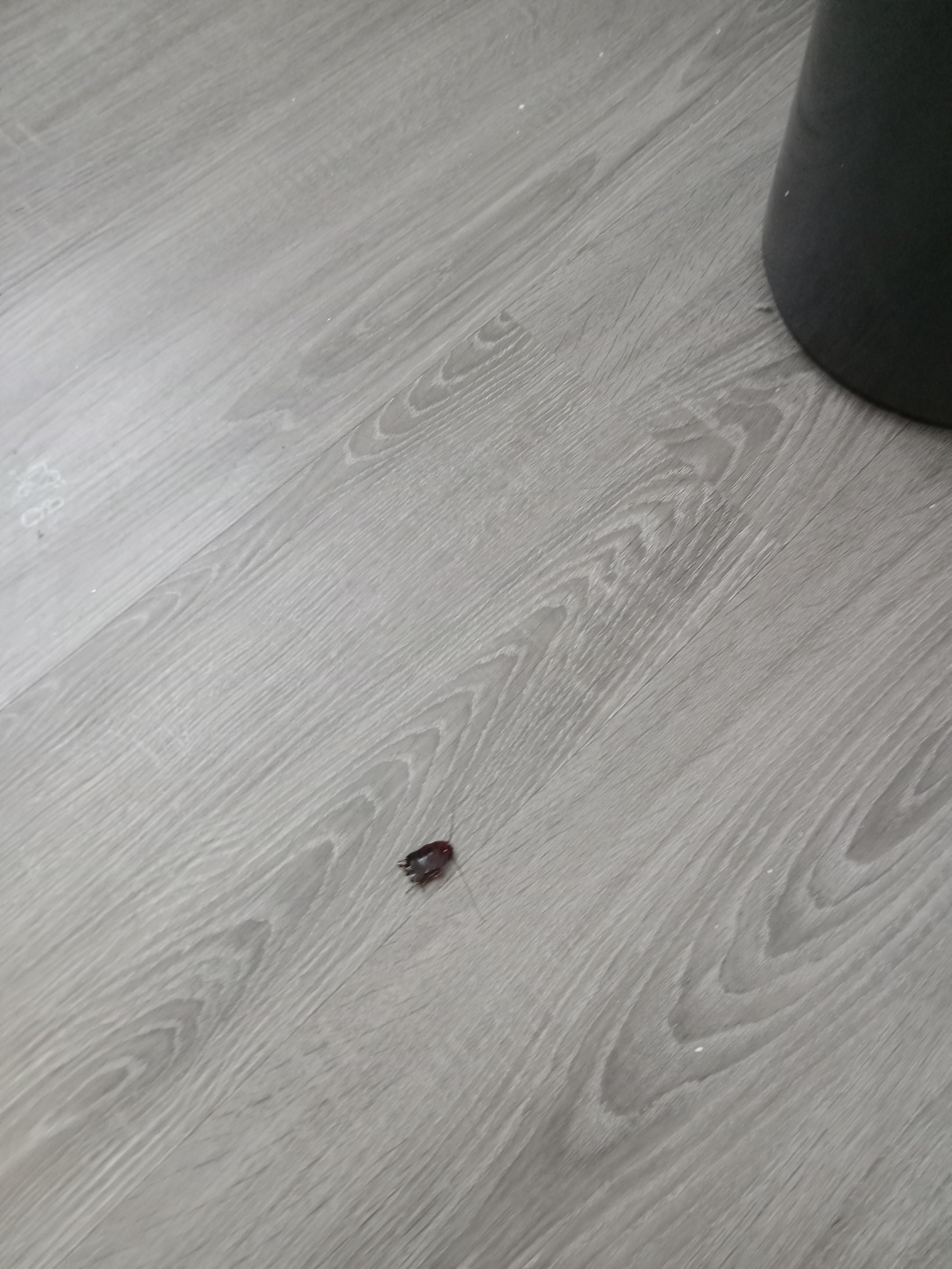 Bugs 