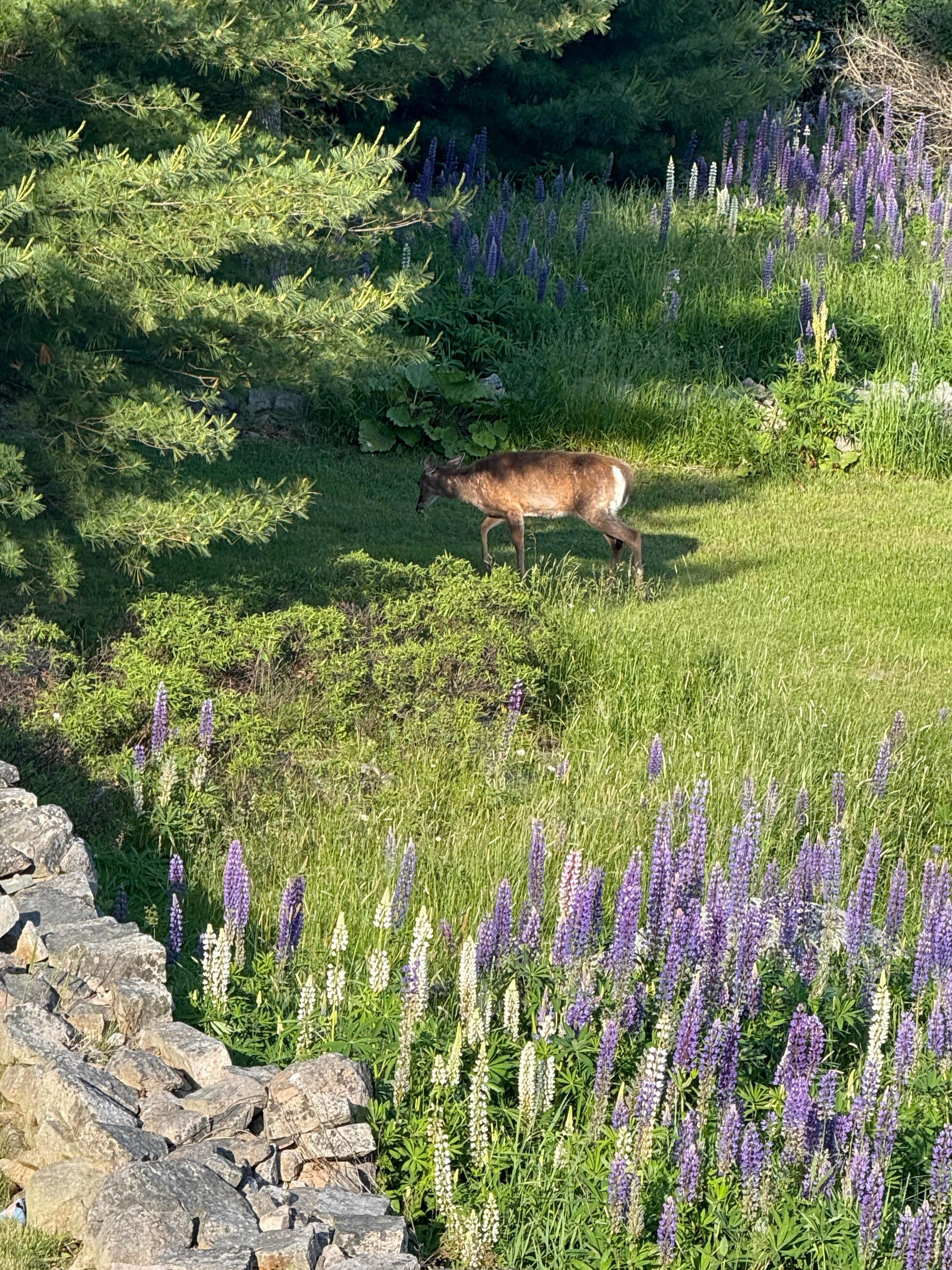 A cute deer we saw in the back yard!