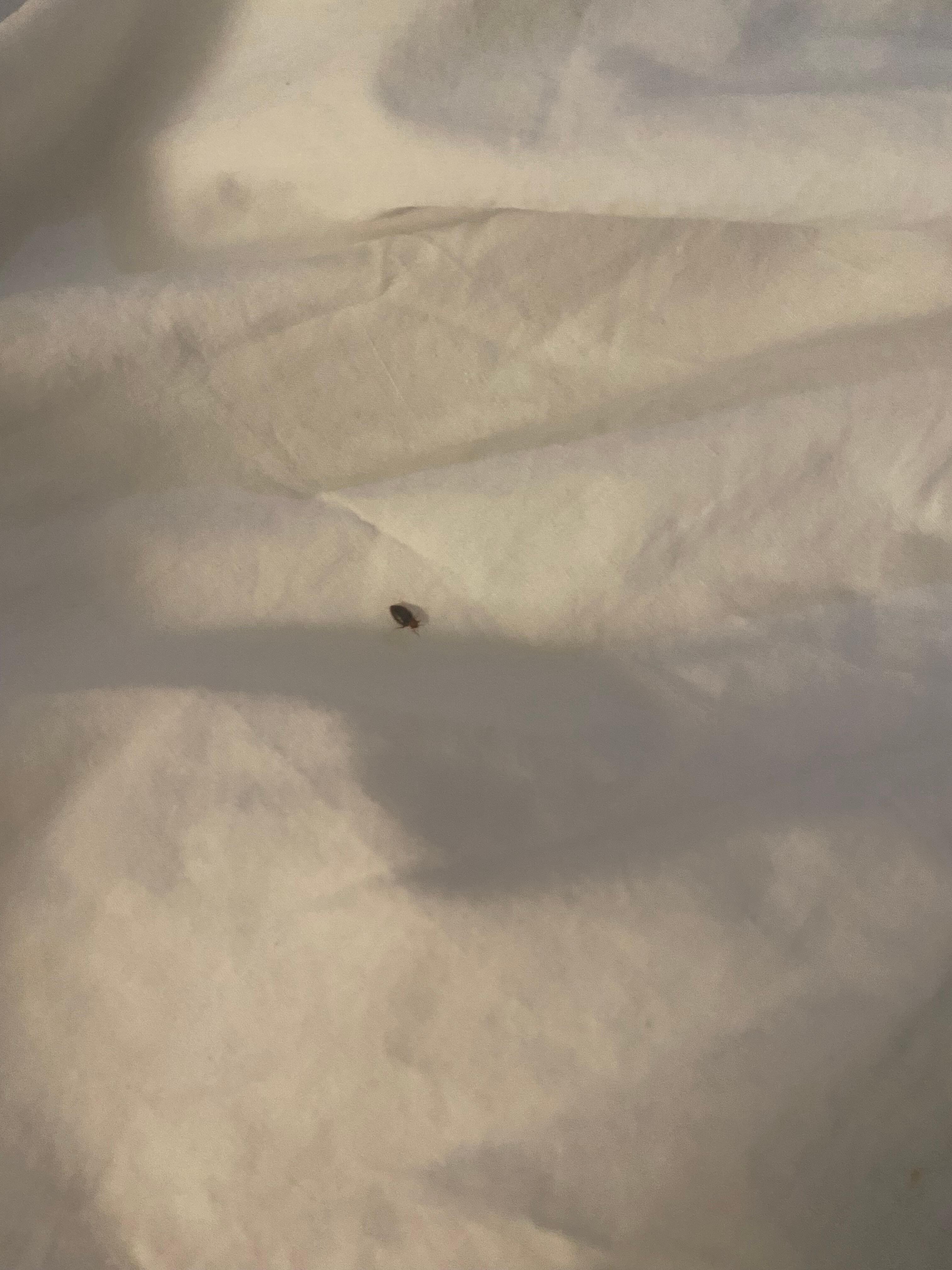 Red Roof Inn have bedbugs in rm 132 