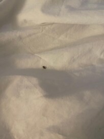 Red Roof Inn have bedbugs in rm 132