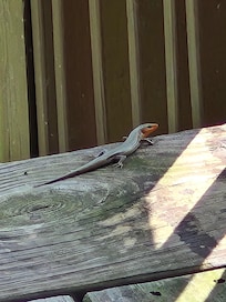 A little welcome wagon greeted me the first morning