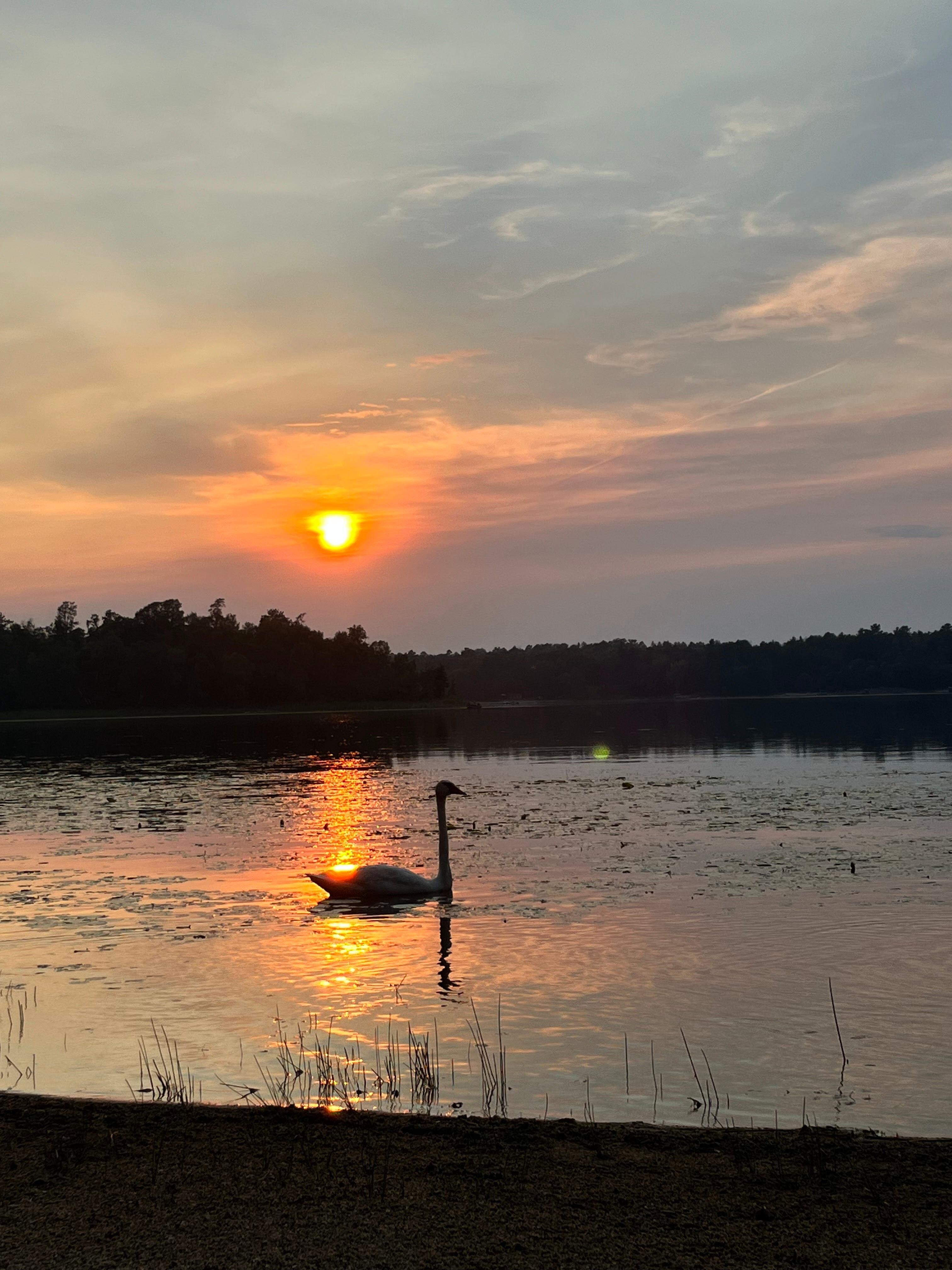 Sunset with swan