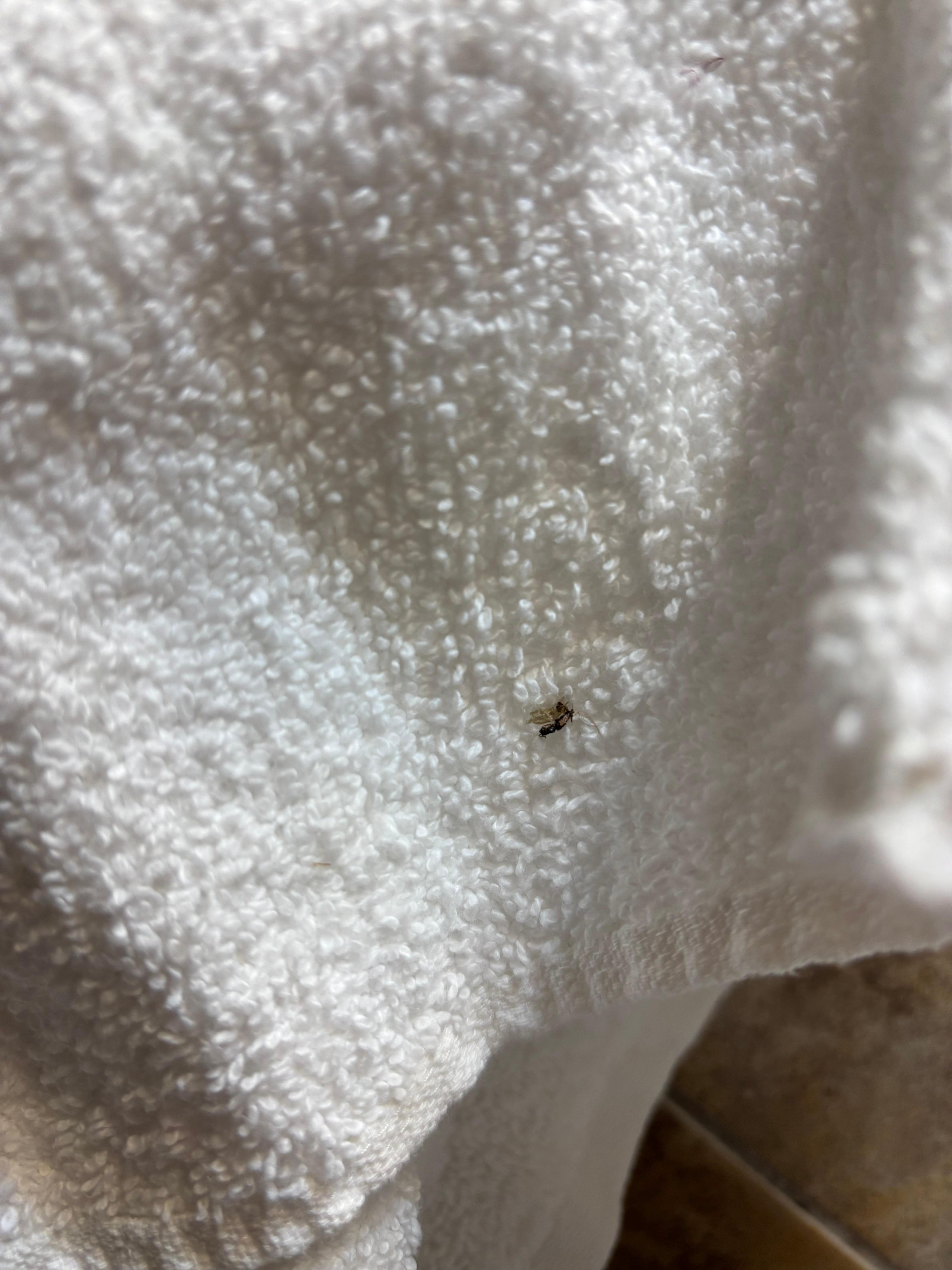 Crushed up bug in a folded up decorative towel!!