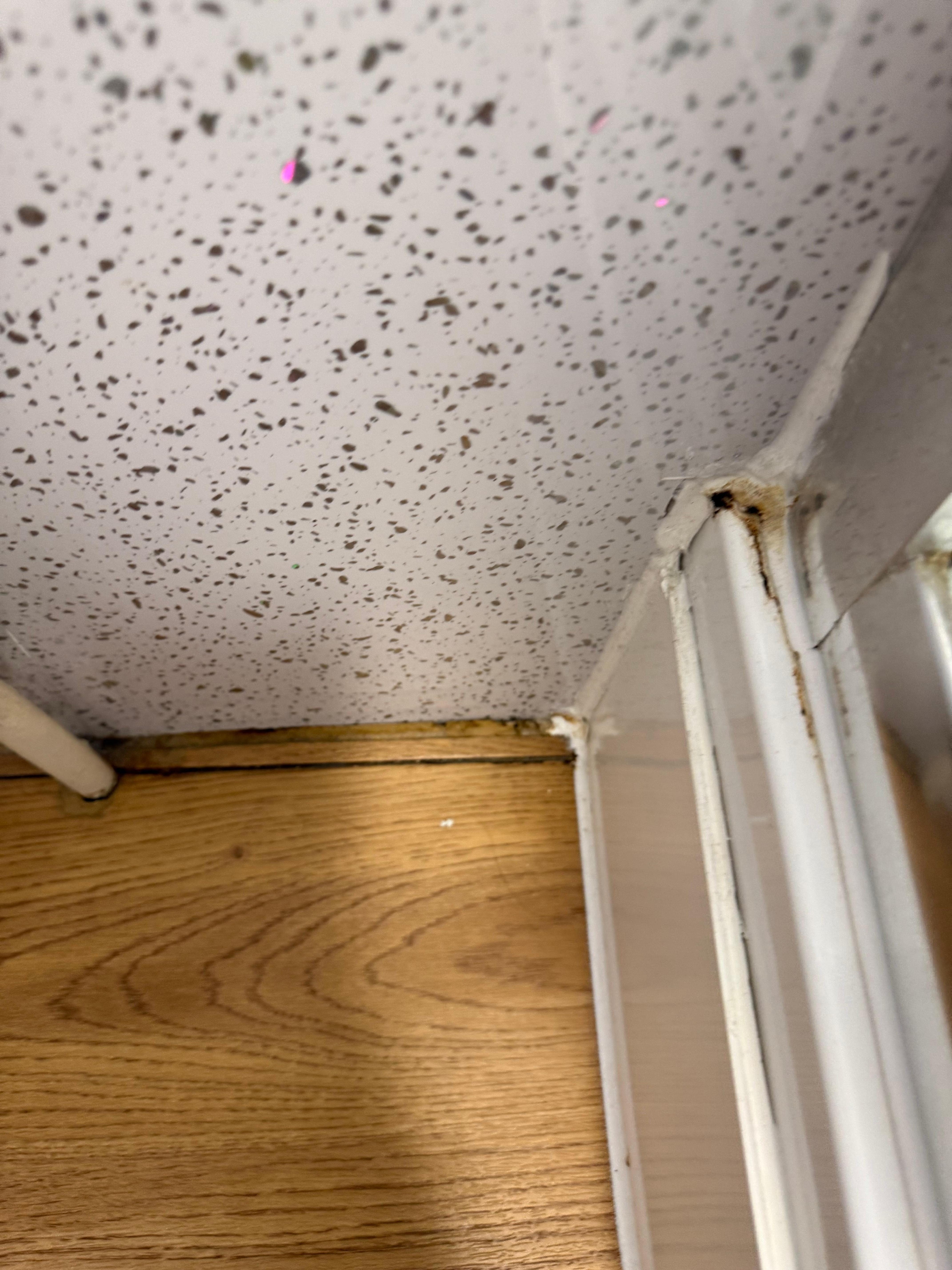a yellow sticky mold was covering the wood molding in the corner of the shower and the wood was rotting