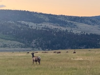 Wildlife