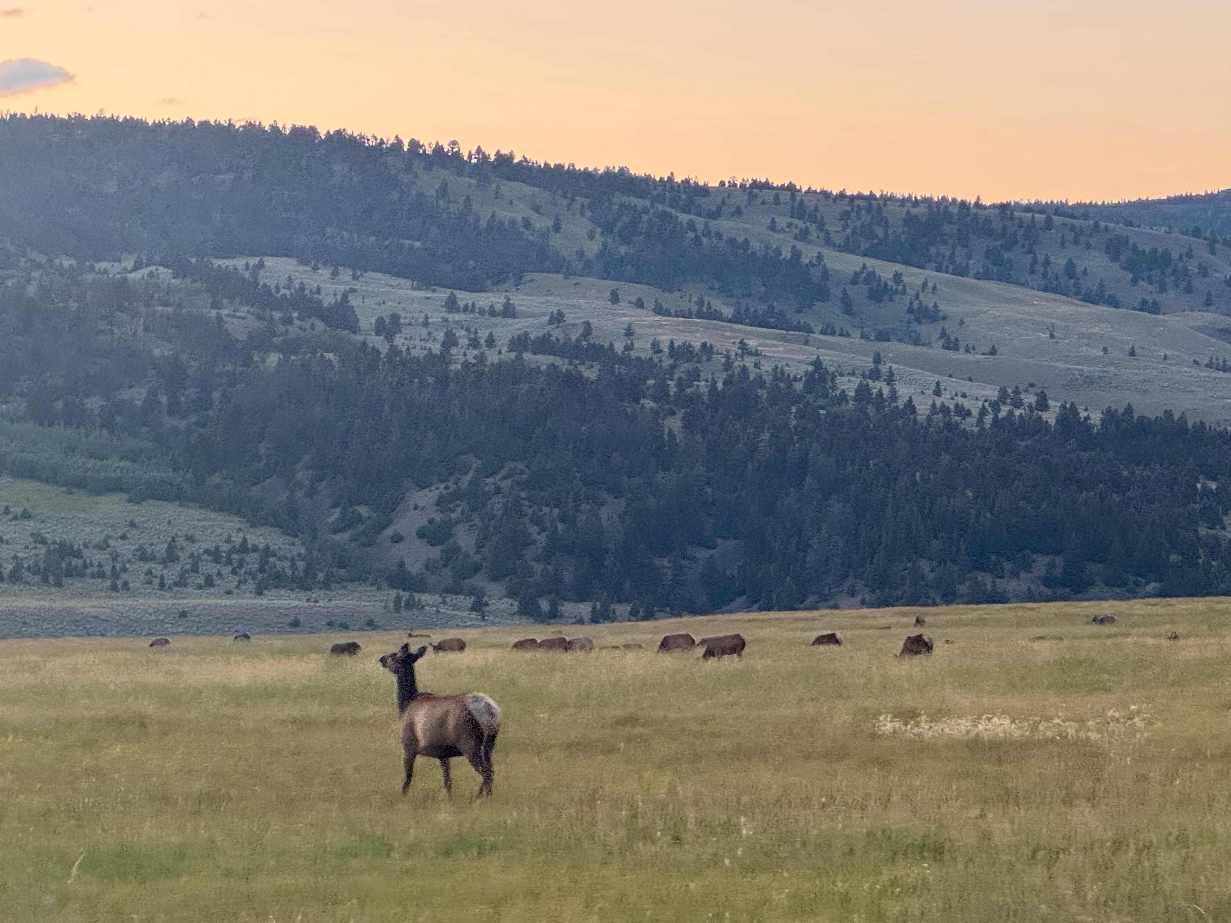 Wildlife 