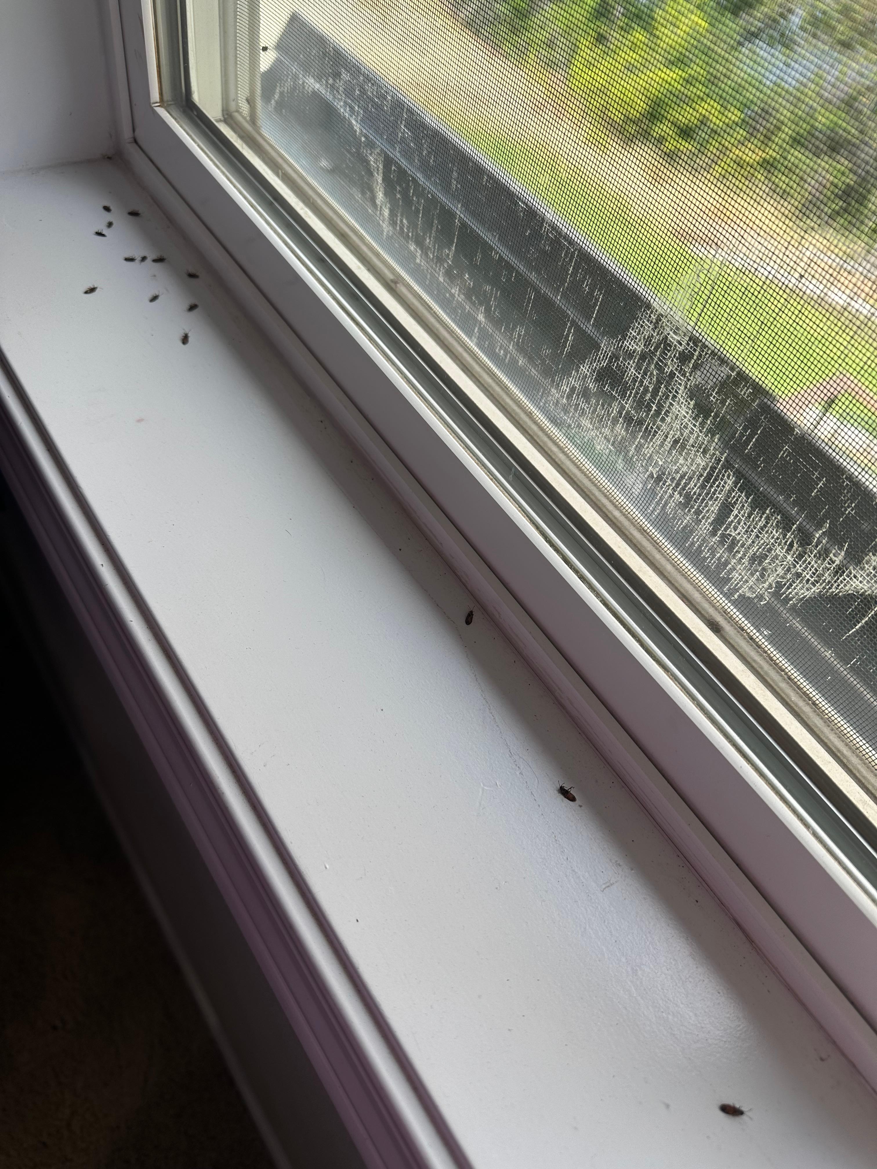 Bugs in the windowsill