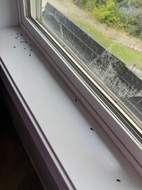Bugs in the windowsill