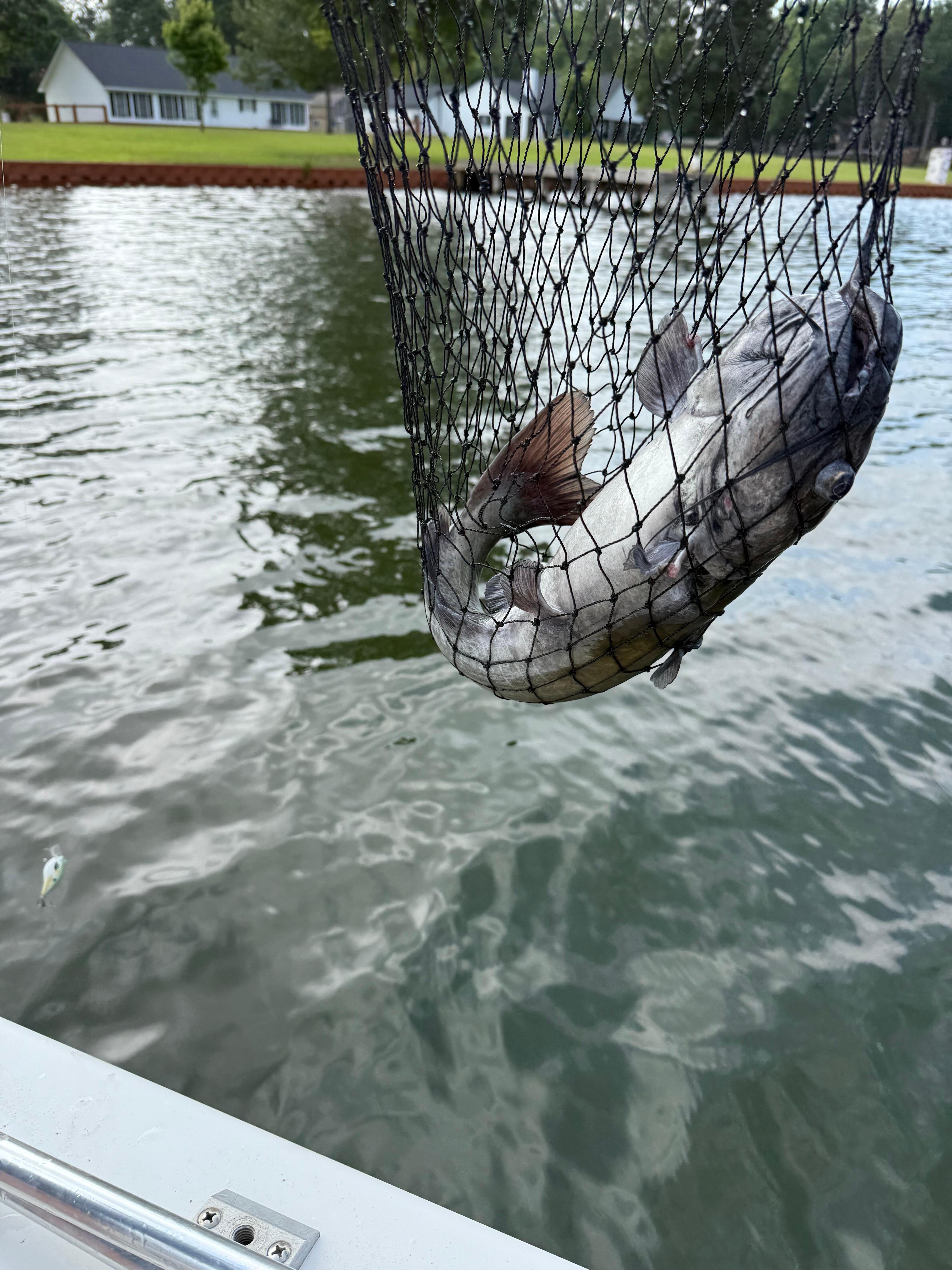 Blue catfish