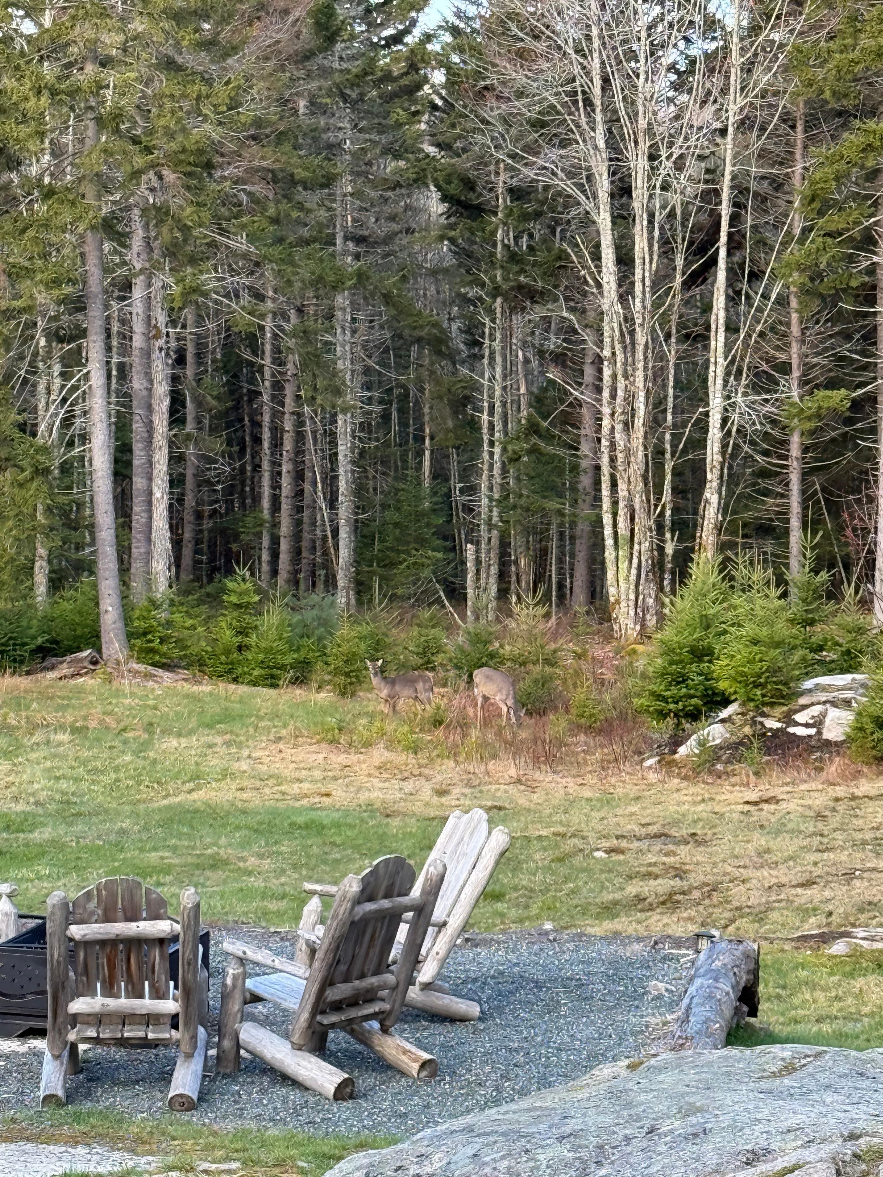 Get up early and watch the does comes in through the back yard 