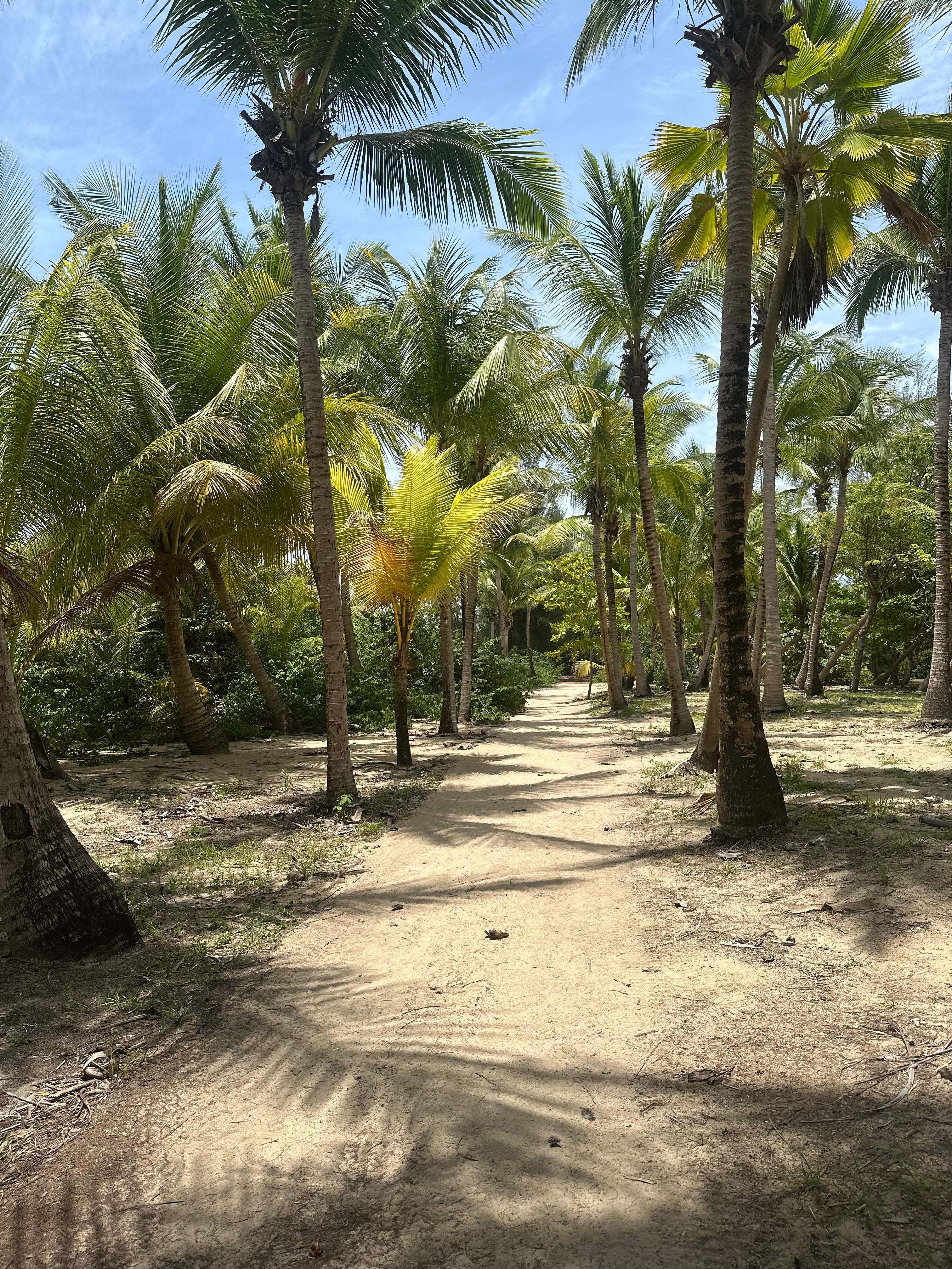 A walking trail by by the beach.