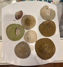 Looking for seashells is one of our favorite things to do here!