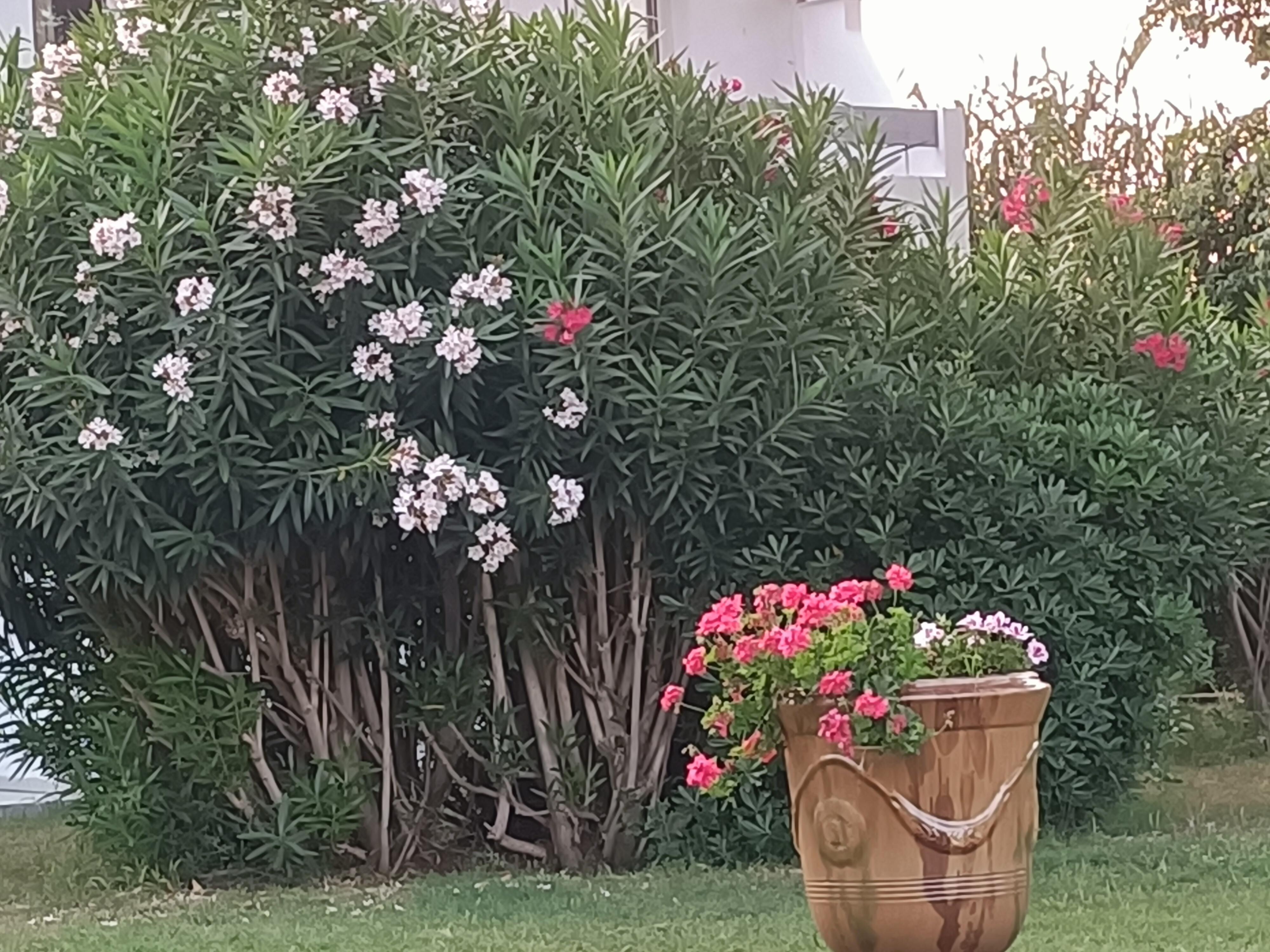Parc face à la Terrasse 