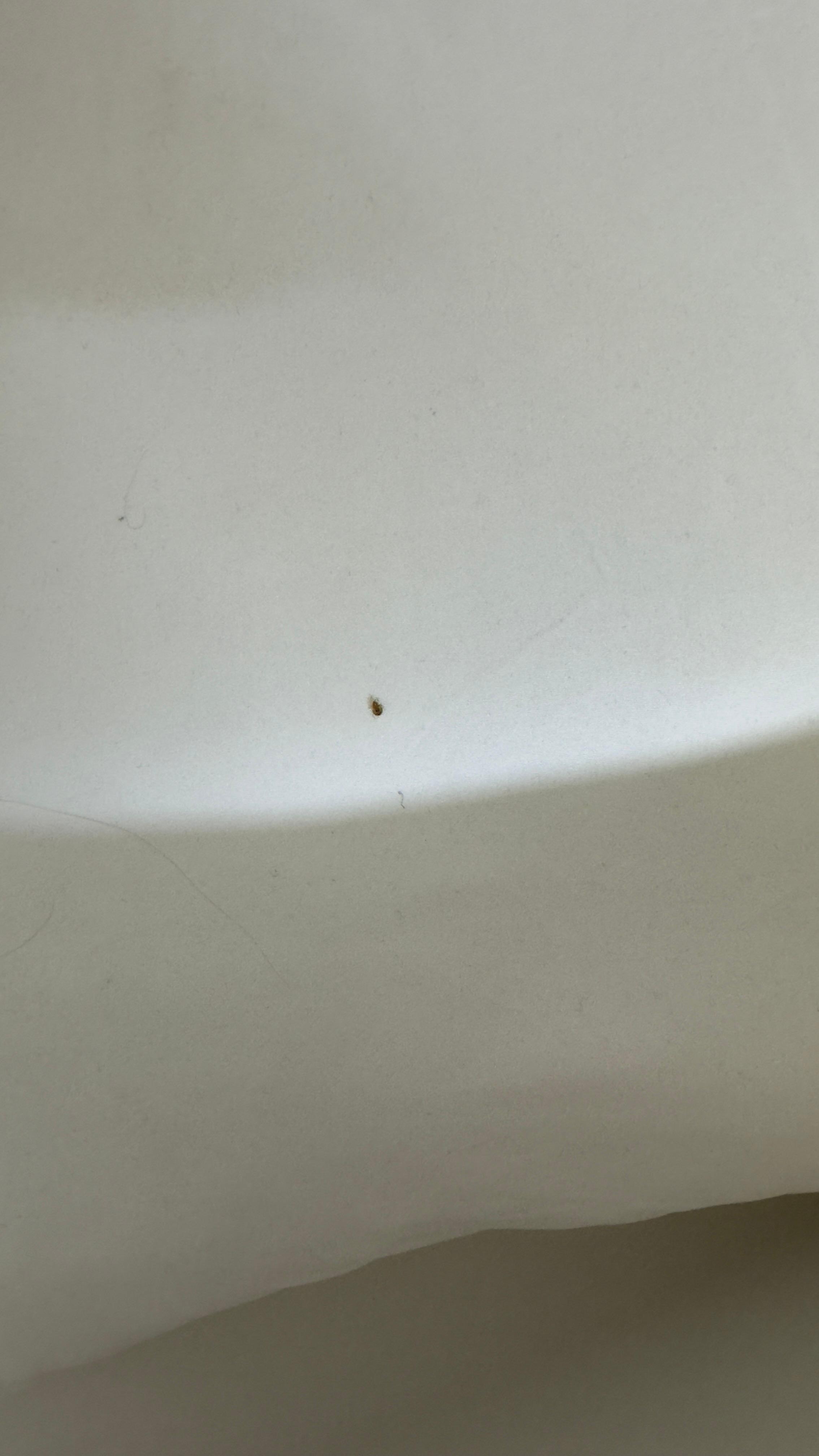 Bed bug- on pillow.