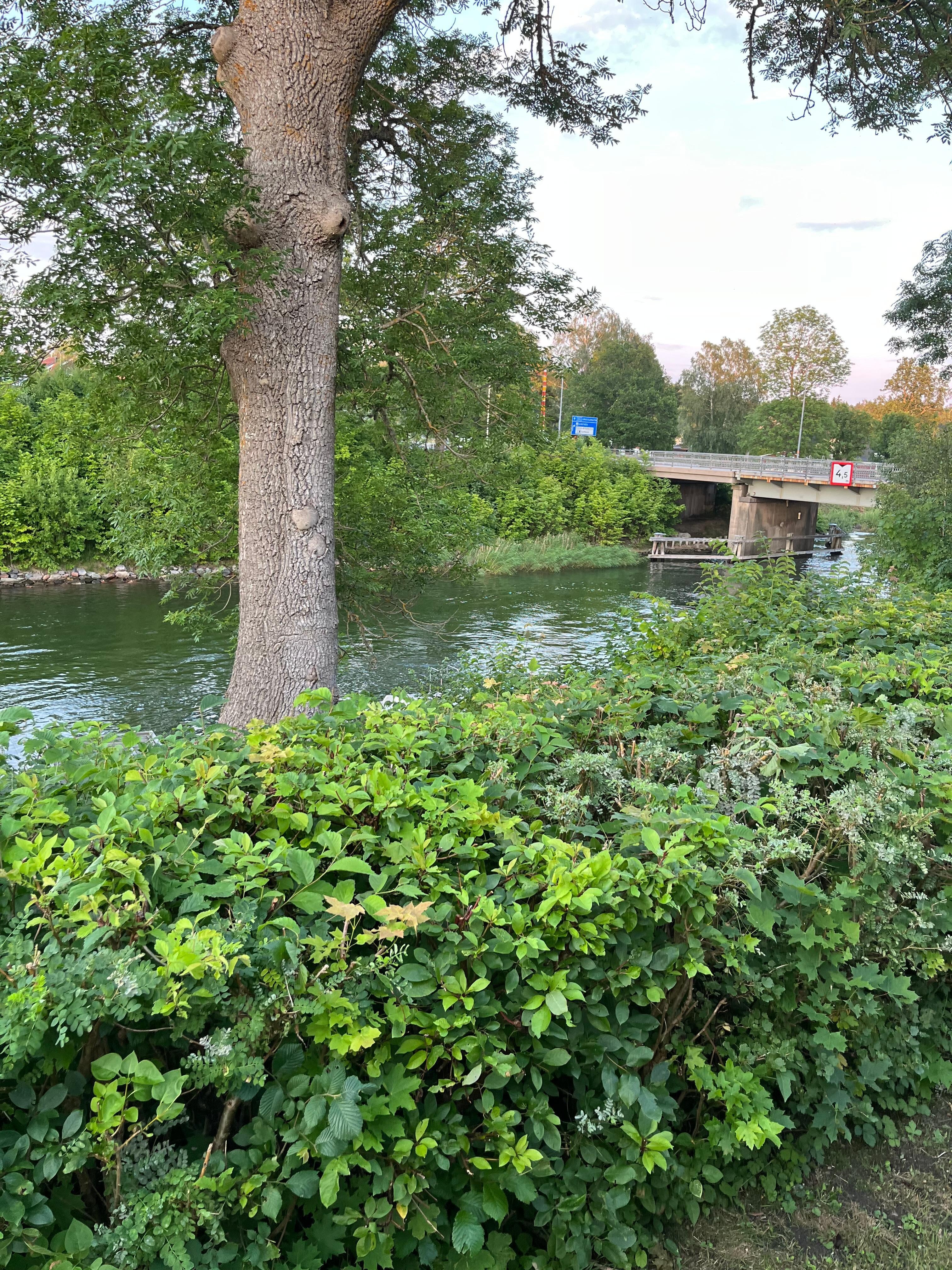 Jättemysigt vid väddö kamal