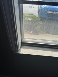 The window that had massive spider webs and live bees and dead bugs
