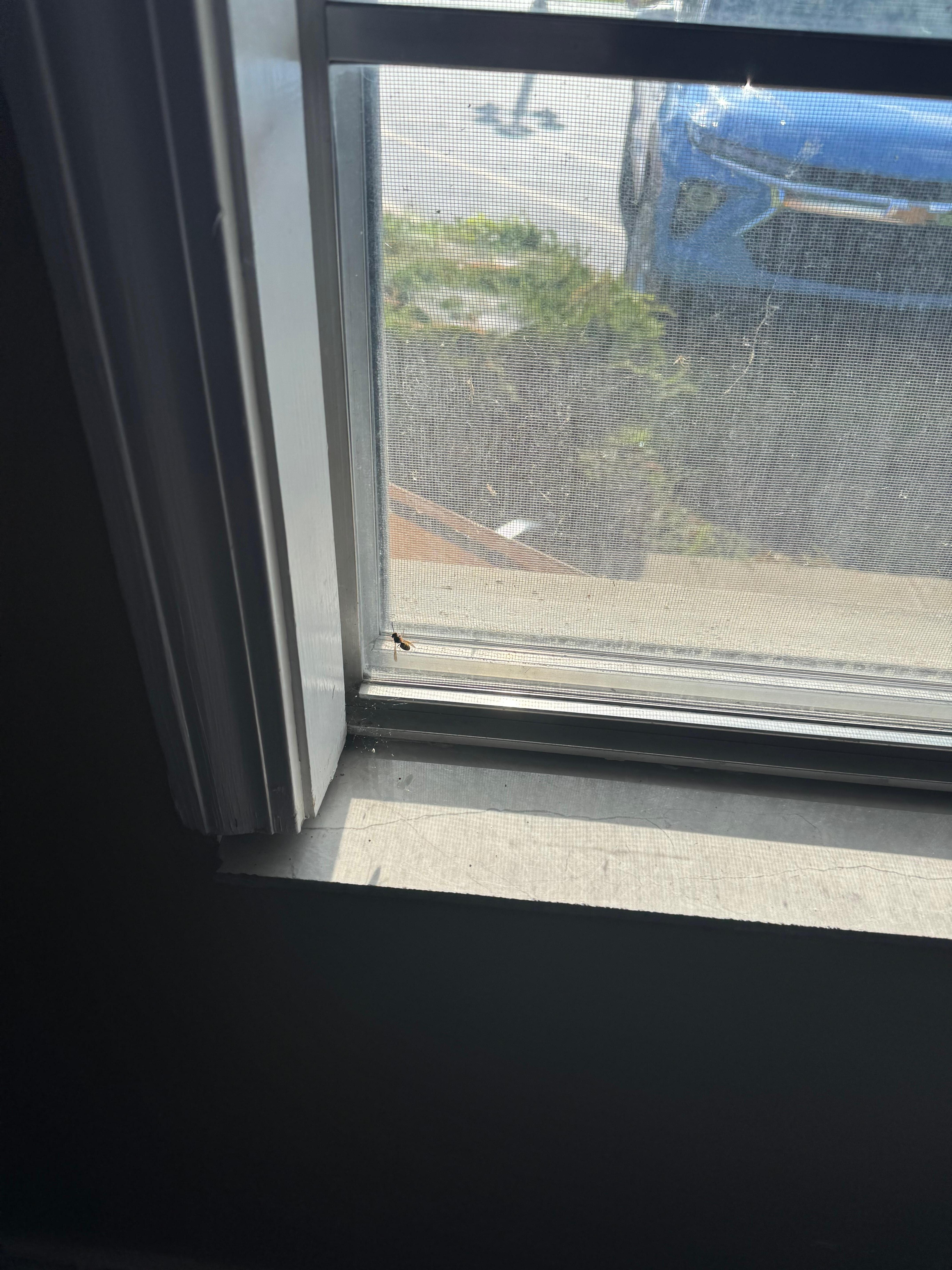 The window that had massive spider webs and live bees and dead bugs