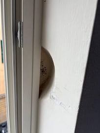 Skimmelsvamp