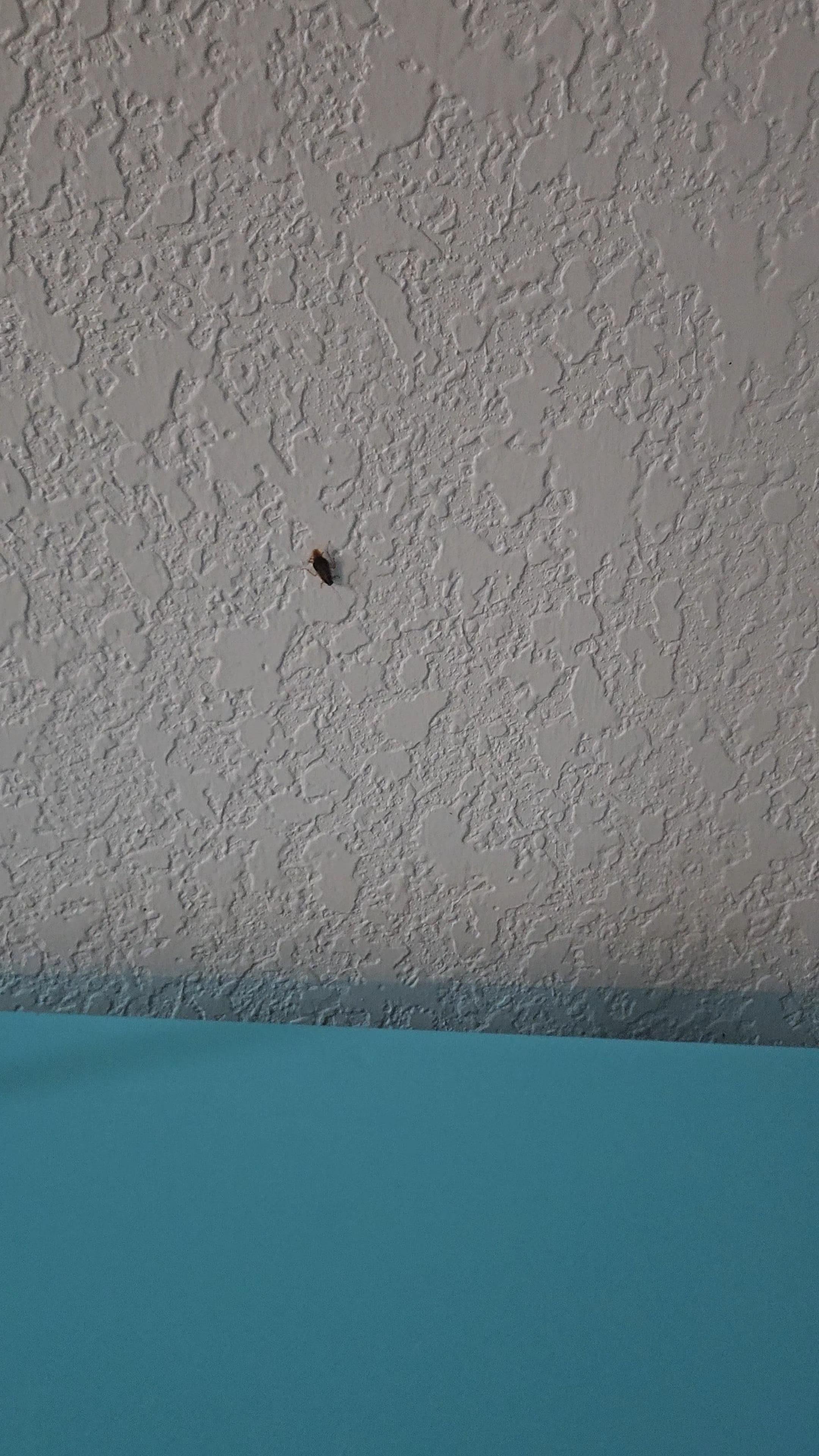 Roach on the wall