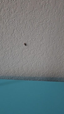 Roach on the wall