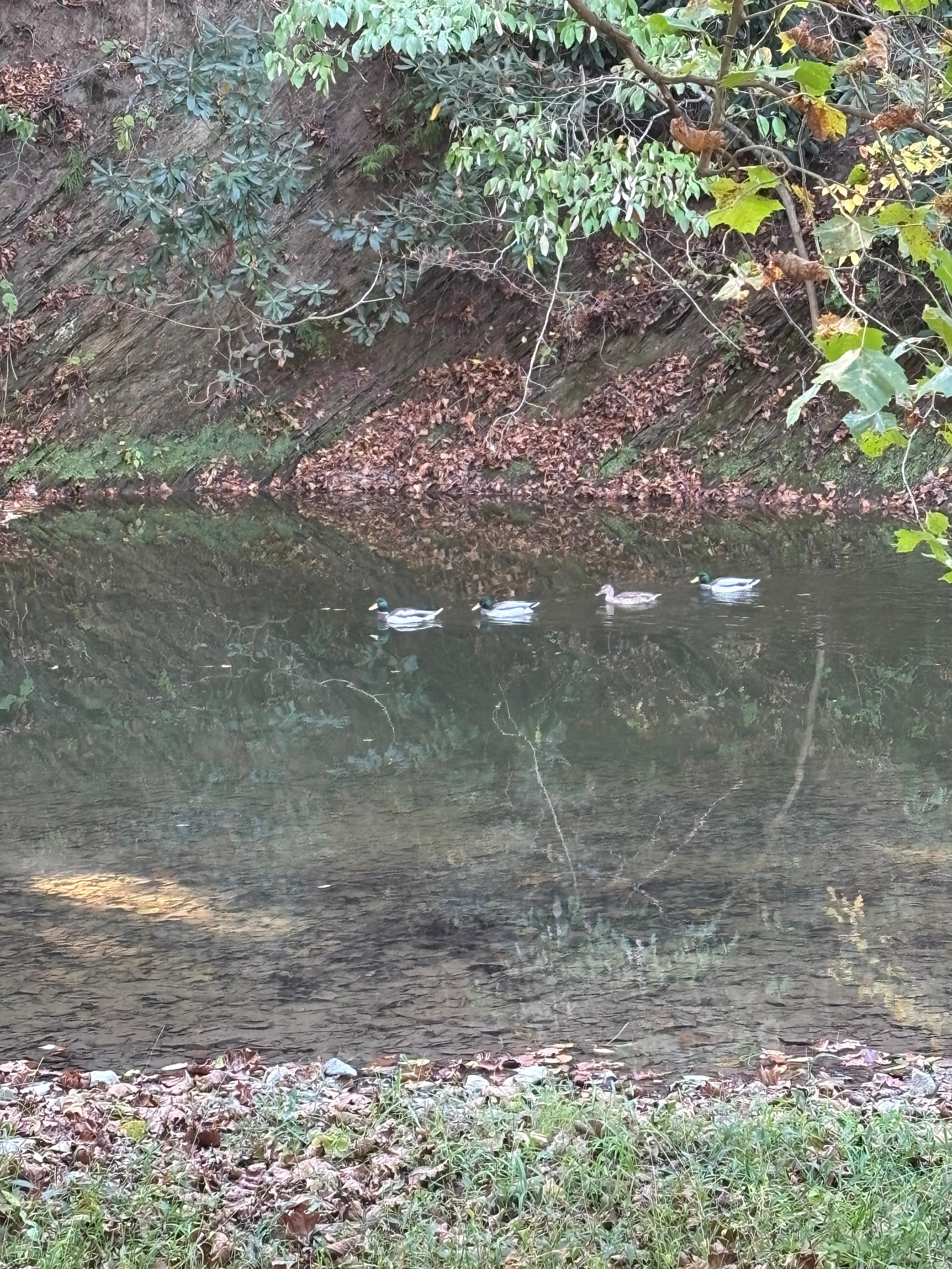 The river from the swing at the back of the property