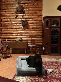 Buddy feels at homeâŠThank you.