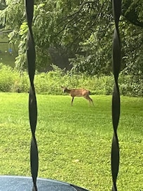 Dailey visitor