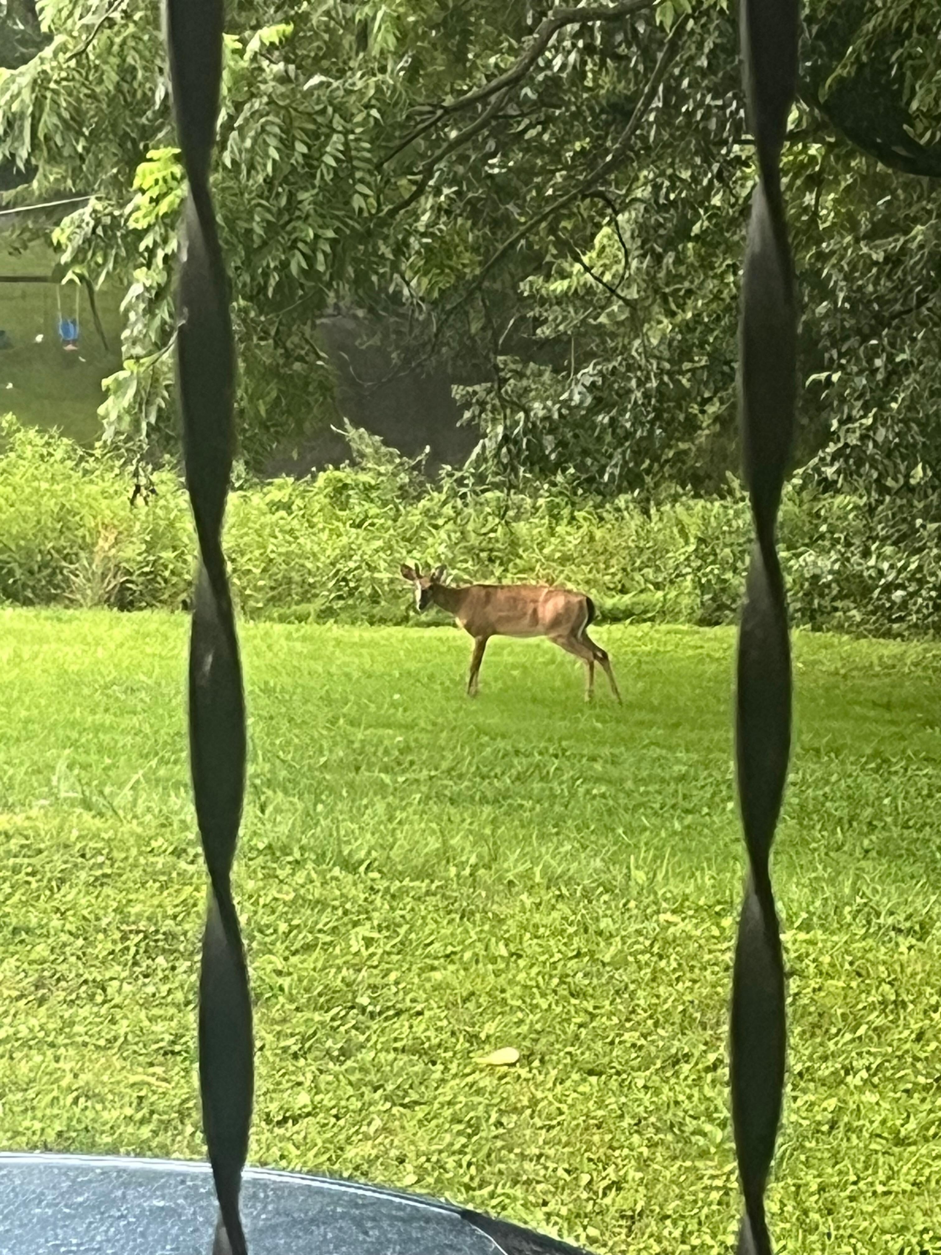 Dailey visitor