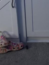 Mouse found near washer/under stairs.