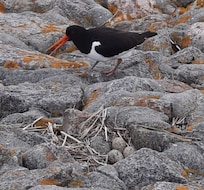 Ein Austernfischer mit Nest