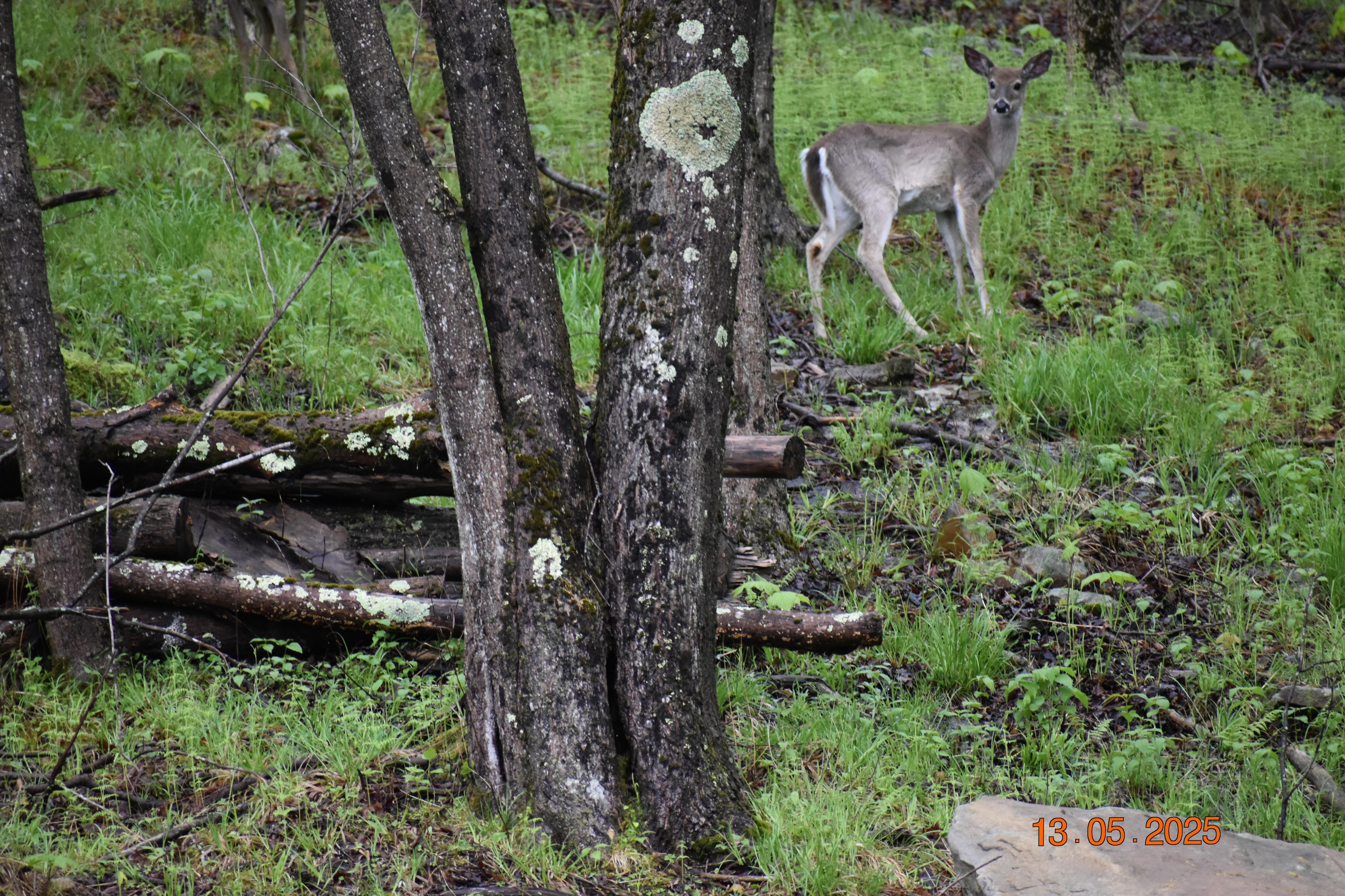 Four deer feeding 