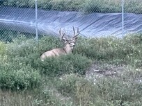 Deer resting right behind the condo