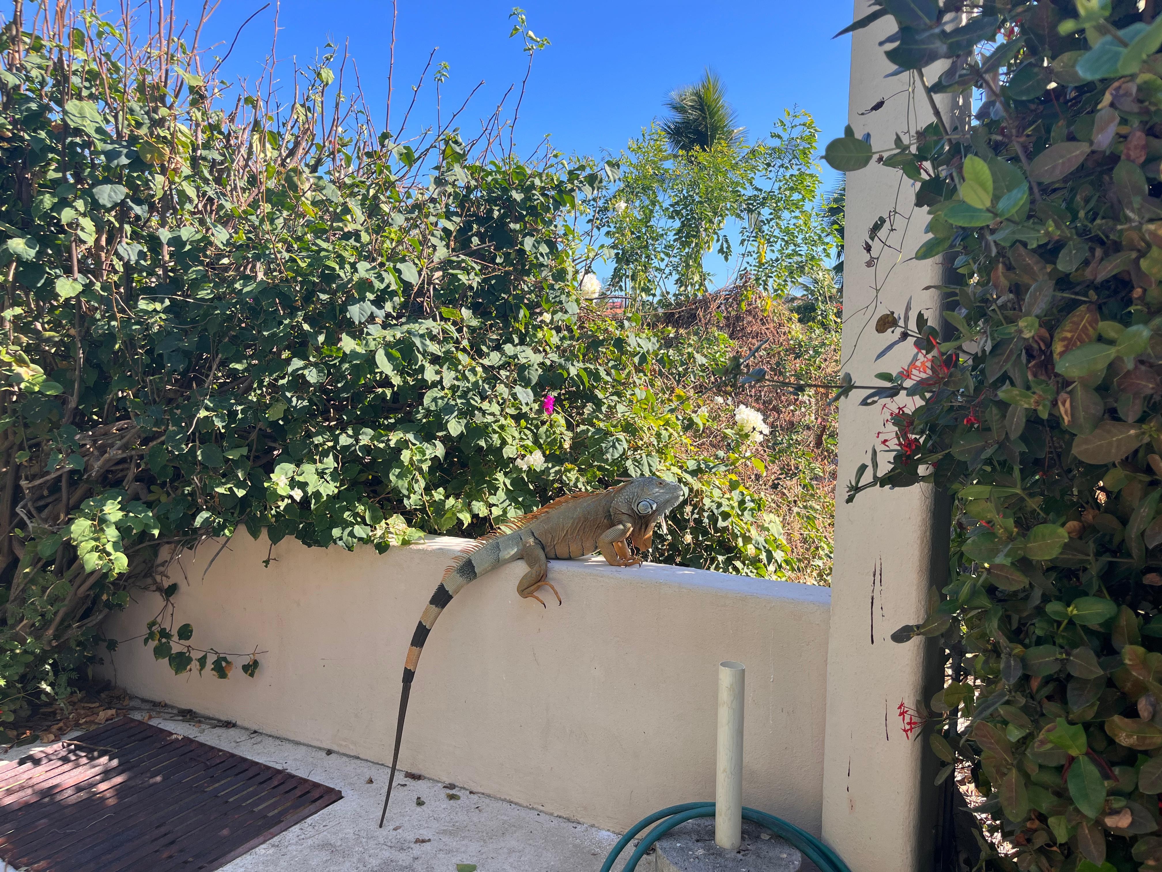 Friendly iguana passing by . So beautiful.