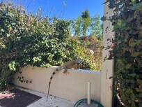 Friendly iguana passing by . So beautiful.