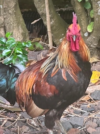 Neighborhood rooster