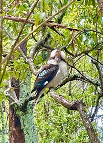 Just outside our door beautiful laughter inquisitive and one of many native birds who make their home here.