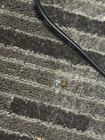 carpet that looks like it was never vacuum