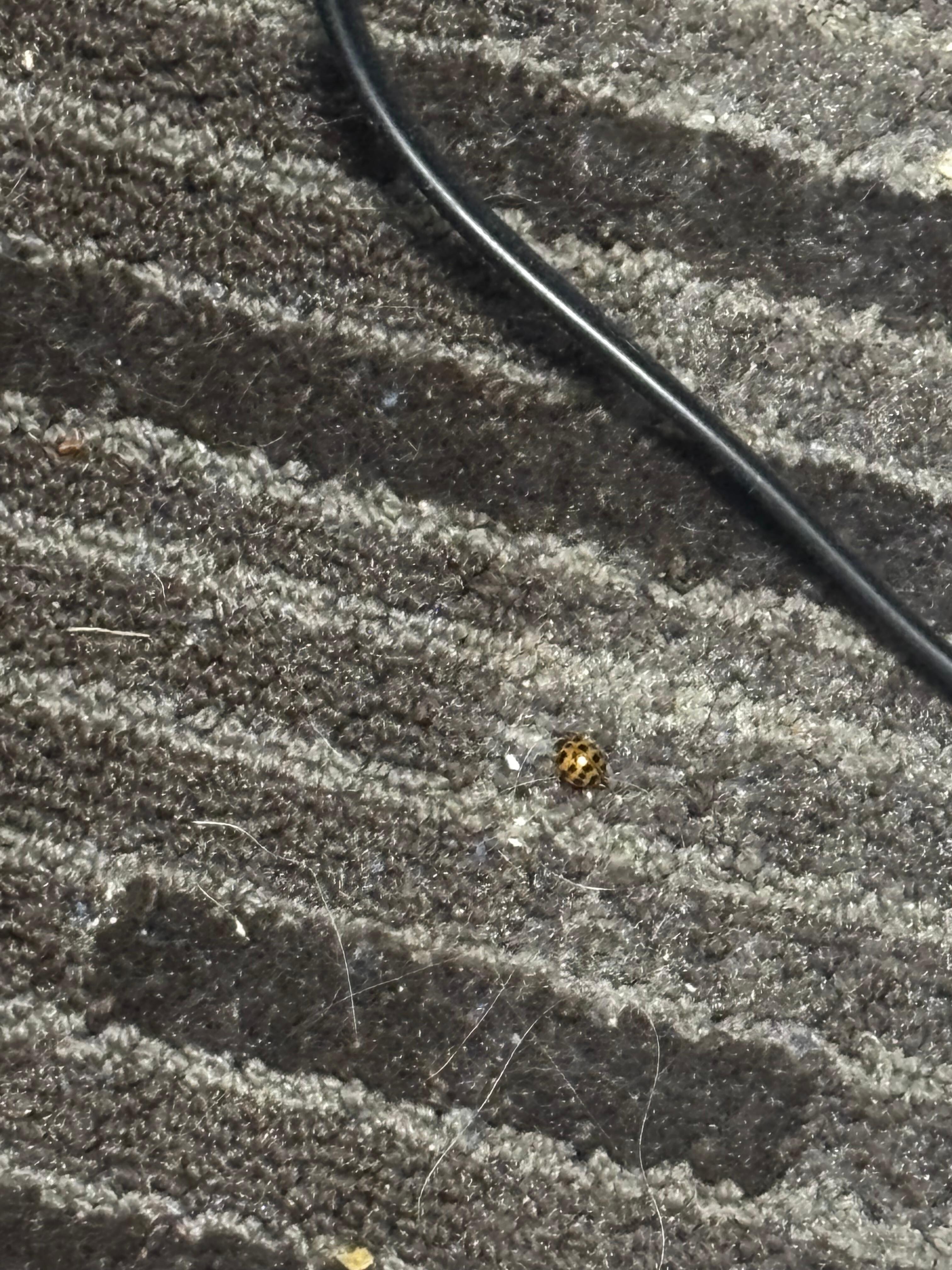 carpet that looks like it was never vacuum 