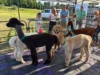 Alpacas at Stormcloud Brewing