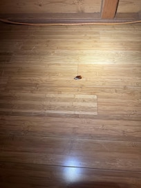 One of many I killed before they could fly away and disappear