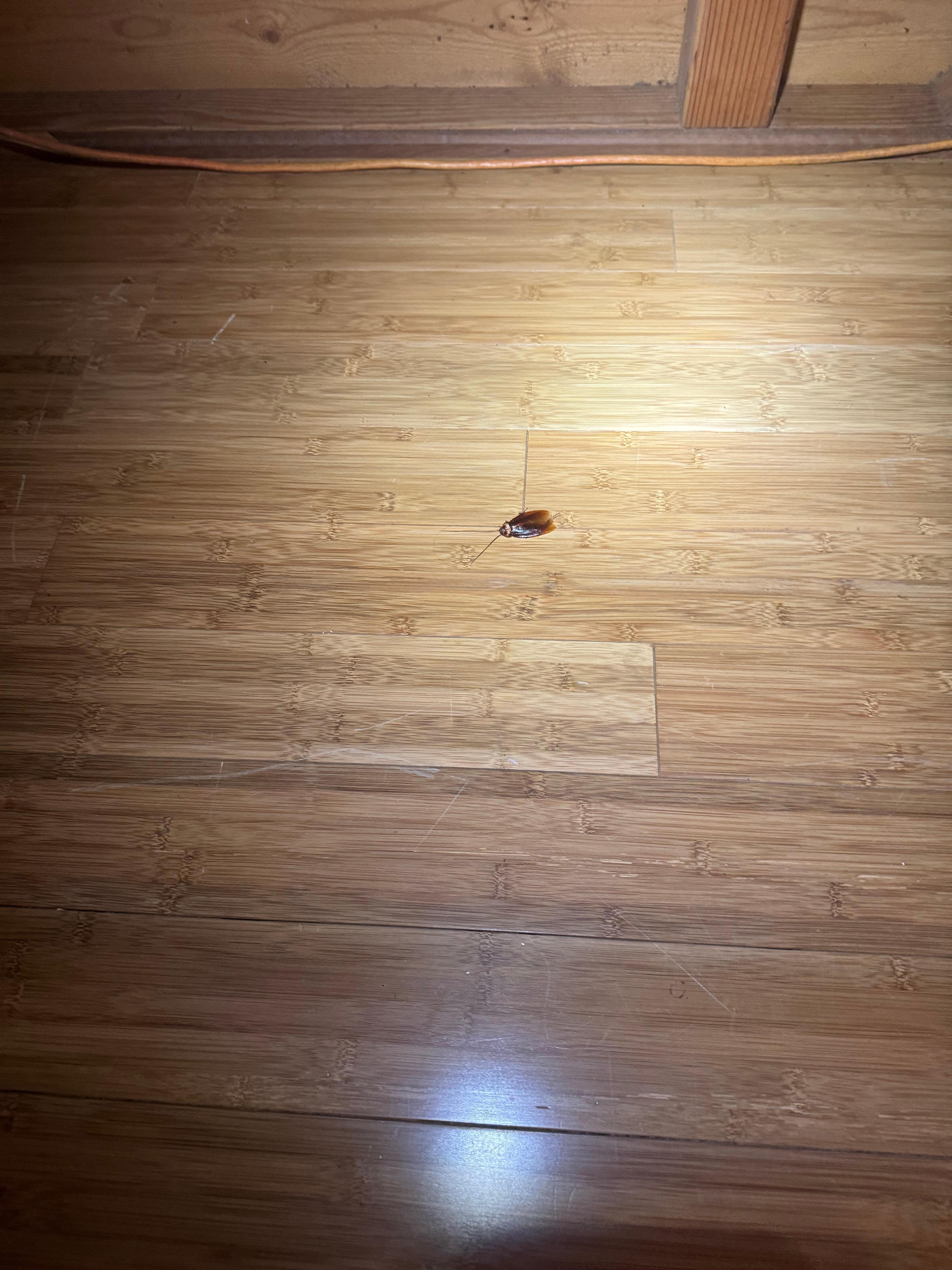 One of many I killed before they could fly away and disappear 