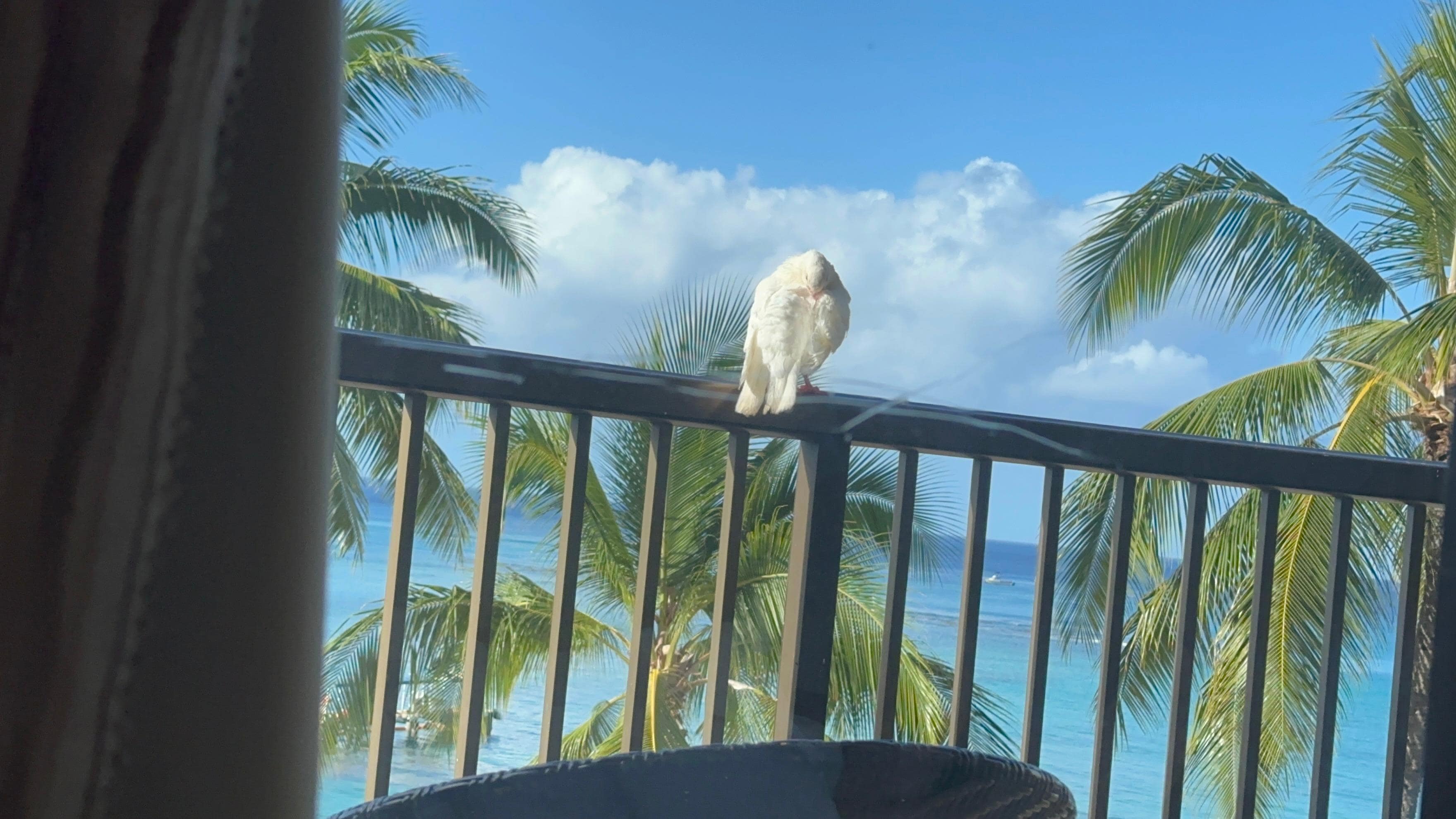 White pigeon at our ocean view balcony