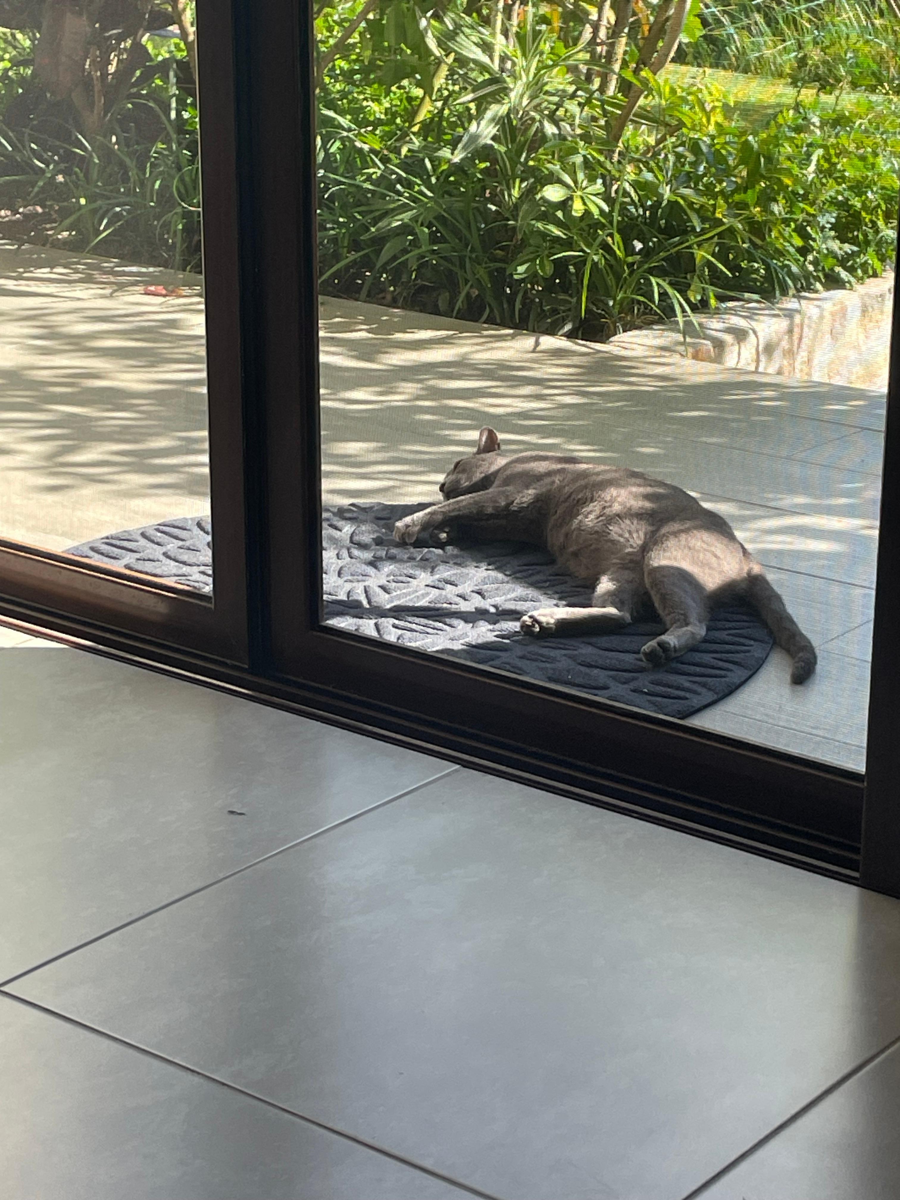 cats on property, super friendly. Walkout room.