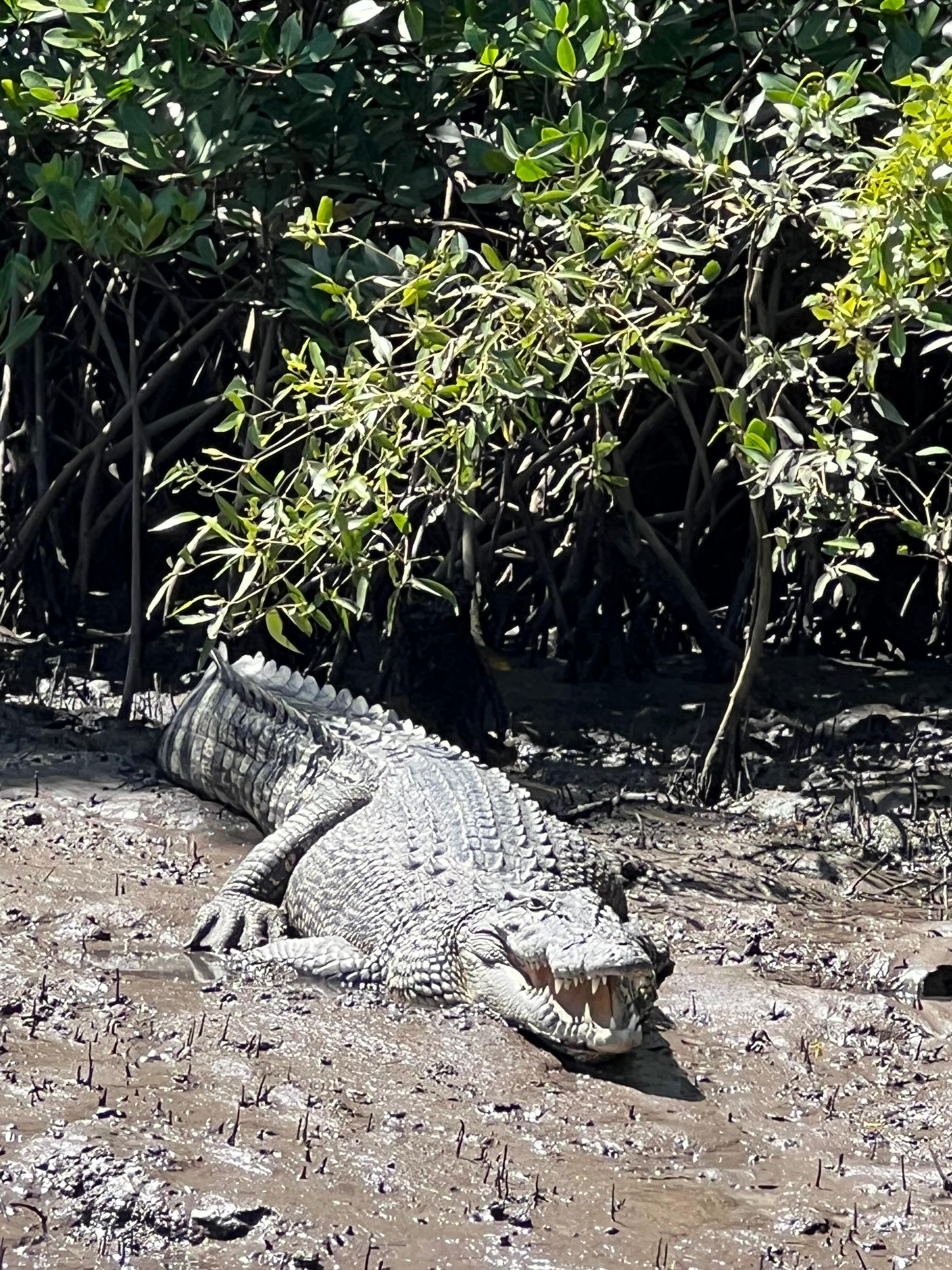 Sighted on our boat trip on Lady Douglas