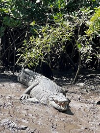 Sighted on our boat trip on Lady Douglas