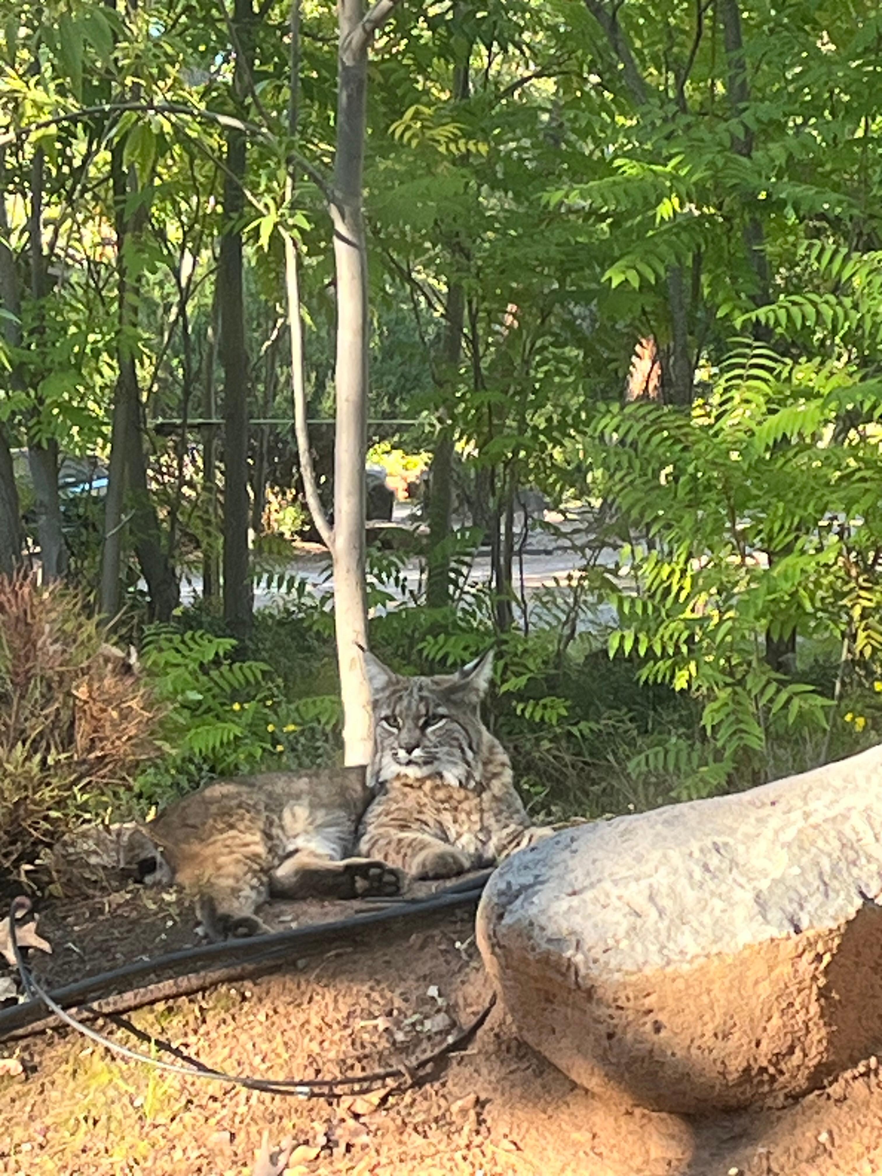 Bobcat Chillin’