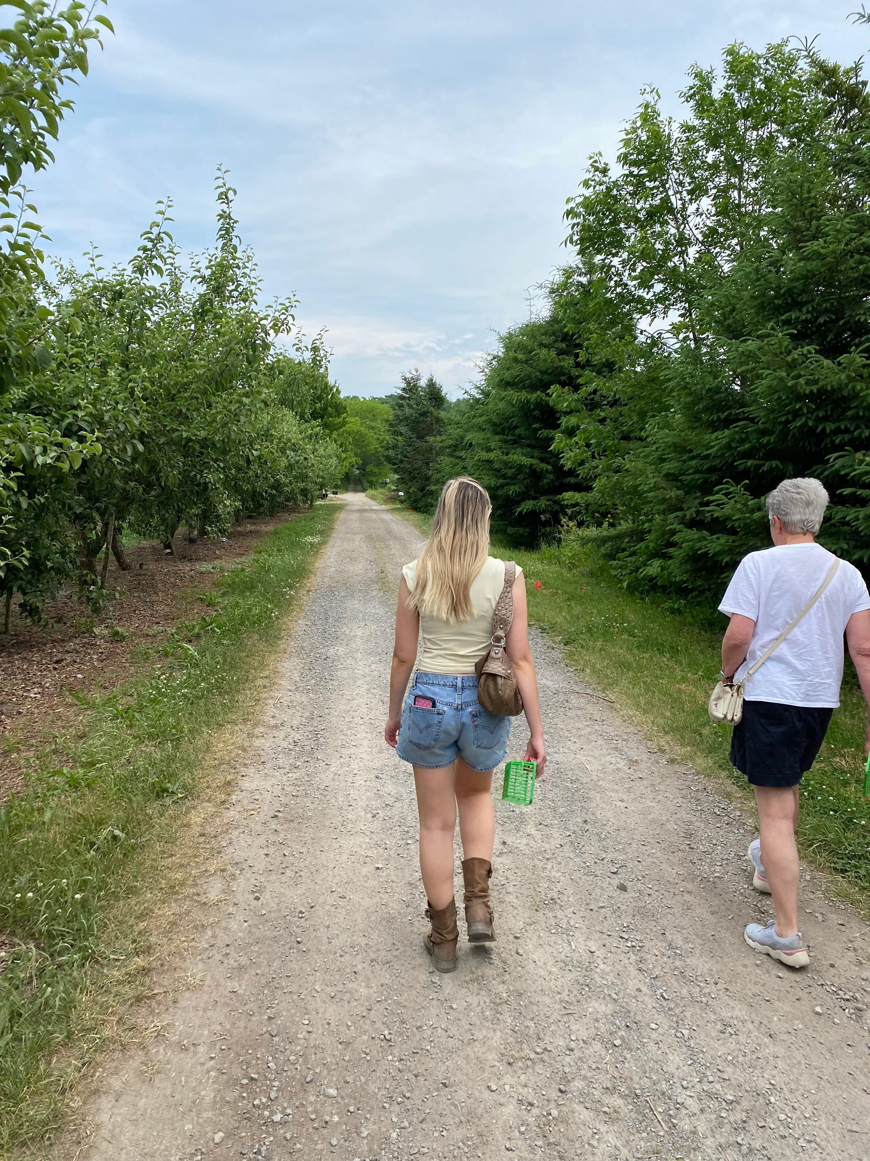 Strawberry picking 