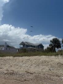 Pelicans at the beach