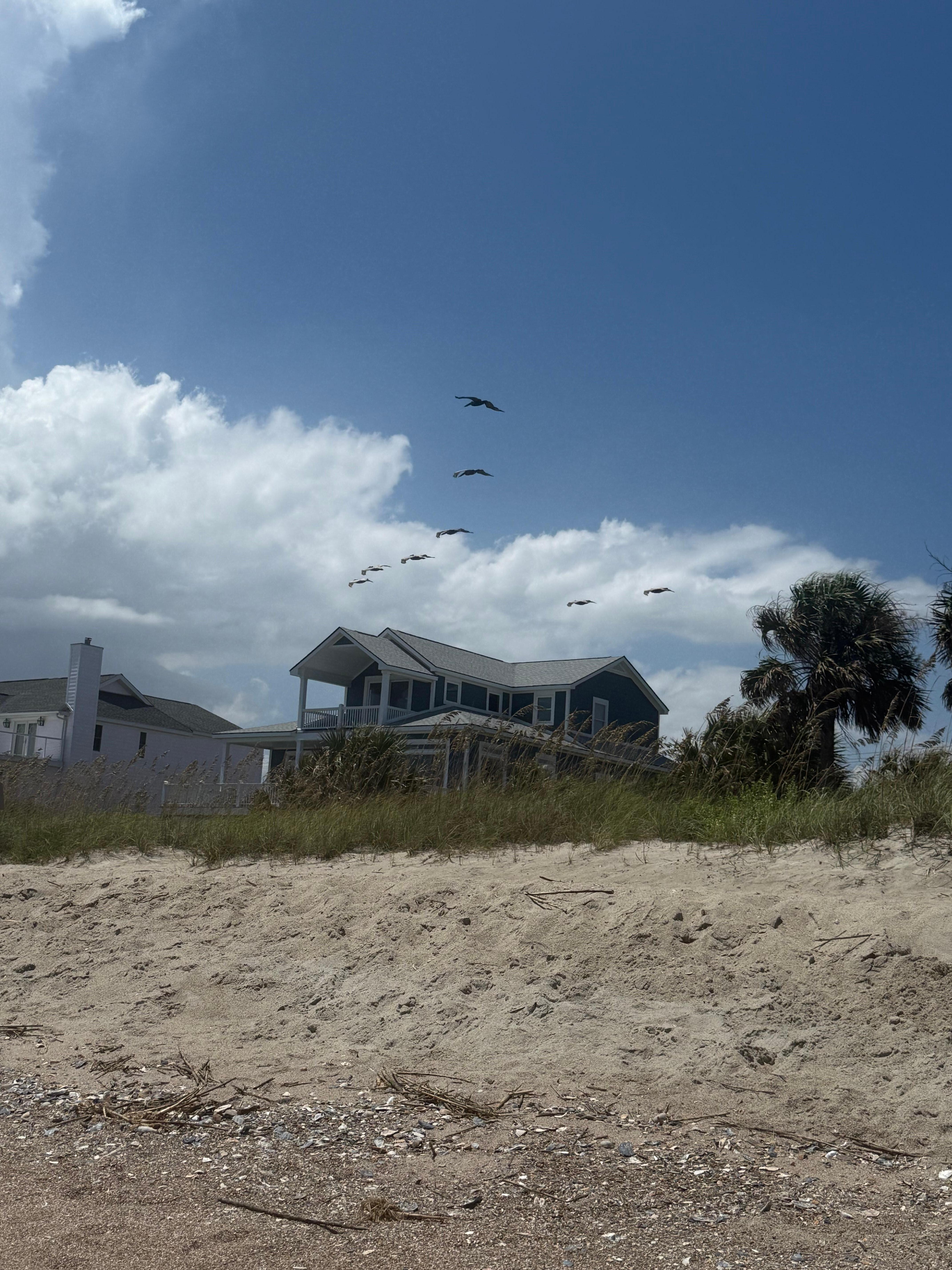 Pelicans at the beach